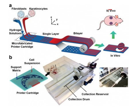 可用于皮肤移植的PrintAlive 3D生物打印机