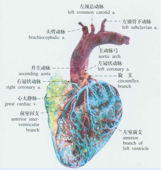 如何3D打印一颗心脏？三步就够了